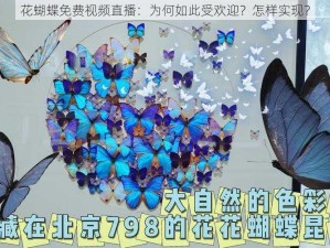 花蝴蝶免费视频直播：为何如此受欢迎？怎样实现？