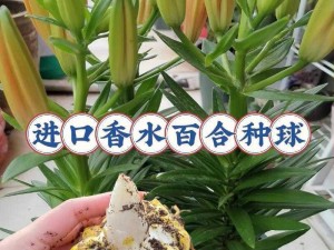 万灵启源菜园种植全攻略：从选址到收获，你的种植宝典来啦