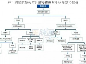 死亡细胞眩晕效应：触发机制与生物学路径解析