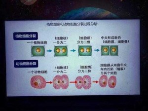 细胞分裂 6 运行问题解决指南：从根源排查，逐一击破