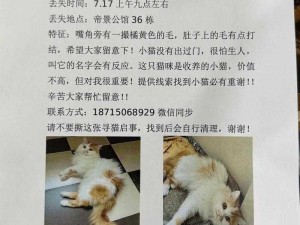 《寻找失踪猫咪：全面攻略与温馨回忆集》