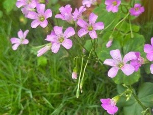 日本野草花的春天，带你领略日本花卉之美