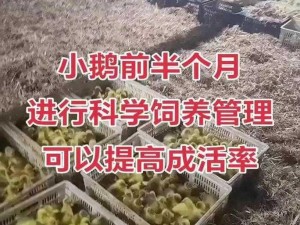 小鹅科学馆：探究科学的奥秘，你准备好了吗？