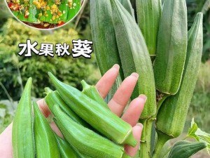 秋葵草莓丝瓜黄瓜榴莲大全污污，精选优质果蔬，口感鲜美，营养丰富