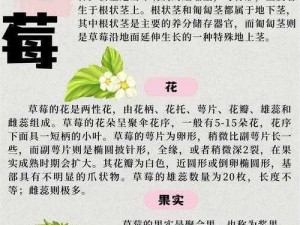 草莓荔枝丝瓜黄瓜樱桃—请分别描述草莓、荔枝、丝瓜、黄瓜、樱桃的口感、营养价值及食用方法