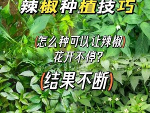 如何获得一方灵田辣椒种子——购买渠道及方法详解