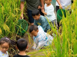 田园风情探索风流在乡村，体验自然风光，感受乡土气息，尽在[产品名称]