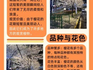 樱花官网官方入门网站网页版如何帮助你更好地了解樱花文化？