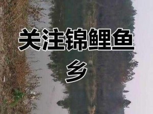 鲤鱼乡太大太满了不要了-鲤鱼乡太大太满了不要了，这背后隐藏着怎样的故事呢？