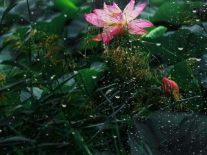 老人船上弄雨荷与普通版有何不同？为何会有这些差异？