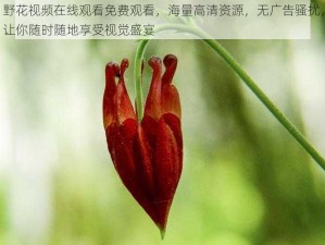 野花视频在线观看免费观看，海量高清资源，无广告骚扰，让你随时随地享受视觉盛宴