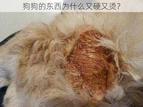 狗狗的东西为什么又硬又烫？