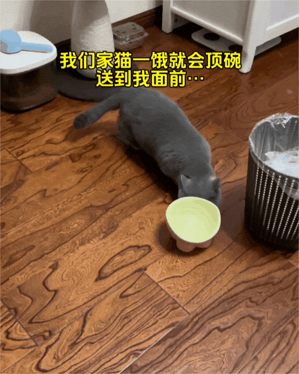 小家伙你找错地方了，这可不是普通的猫砂盆