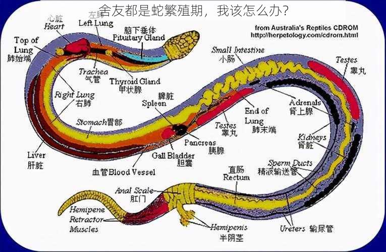 舍友都是蛇繁殖期，我该怎么办？