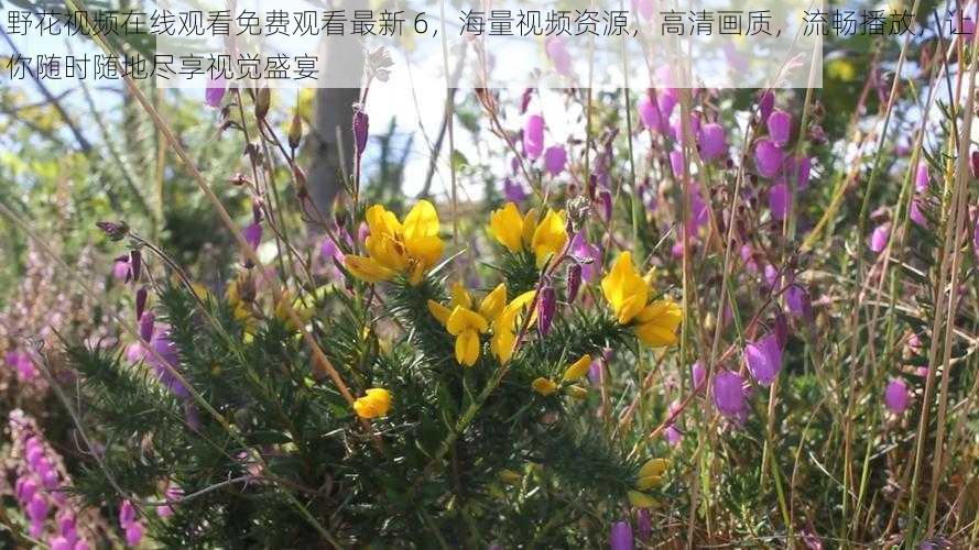 野花视频在线观看免费观看最新 6，海量视频资源，高清画质，流畅播放，让你随时随地尽享视觉盛宴