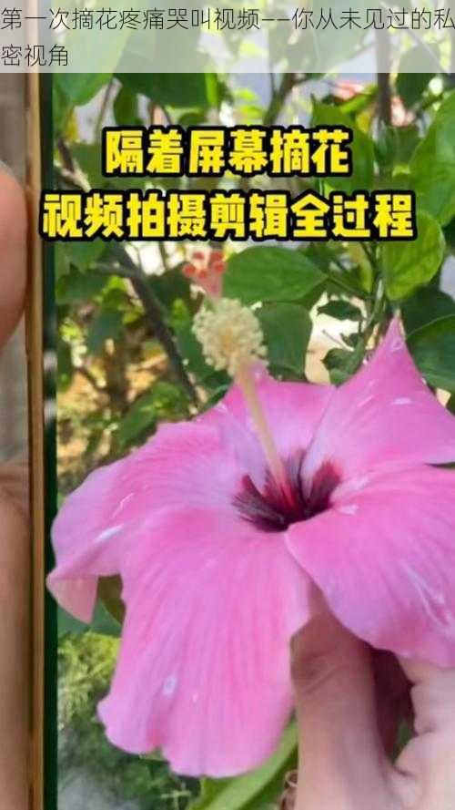 第一次摘花疼痛哭叫视频——你从未见过的私密视角