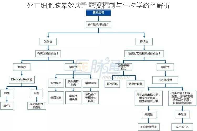 死亡细胞眩晕效应：触发机制与生物学路径解析