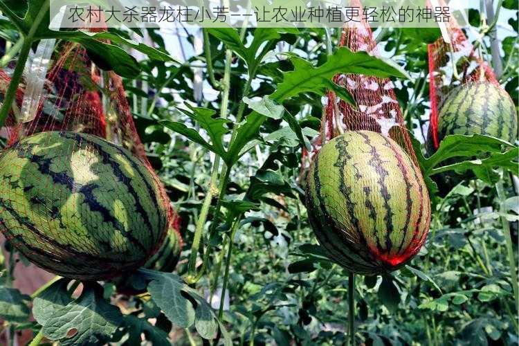 农村大杀器龙柱小芳——让农业种植更轻松的神器