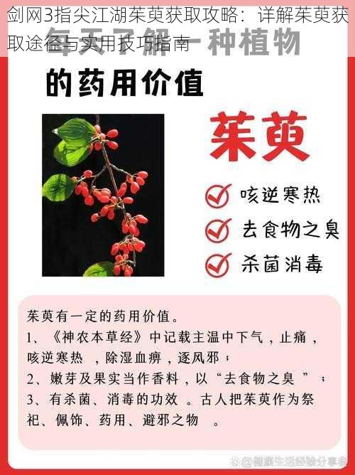 剑网3指尖江湖茱萸获取攻略：详解茱萸获取途径与实用技巧指南