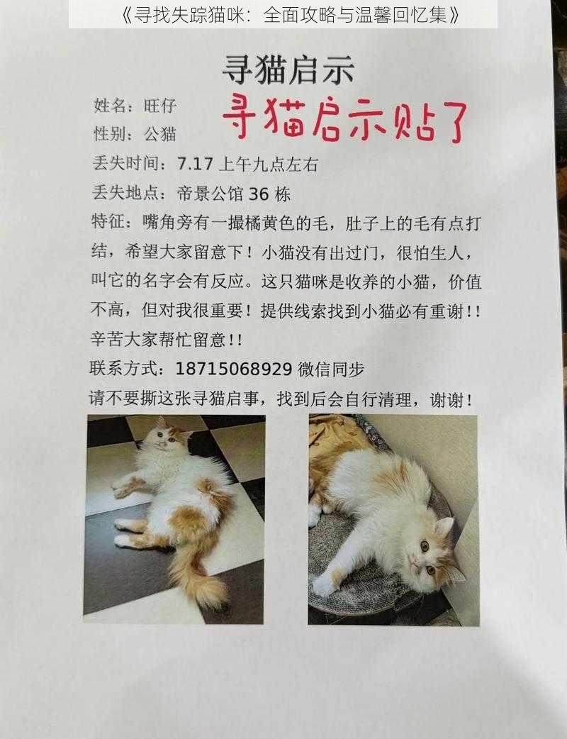 《寻找失踪猫咪：全面攻略与温馨回忆集》