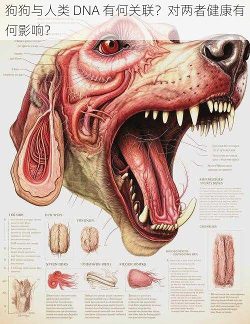 狗狗与人类 DNA 有何关联？对两者健康有何影响？