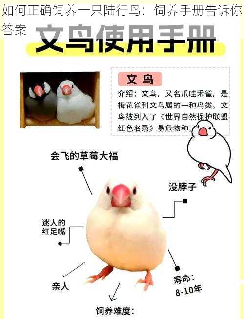 如何正确饲养一只陆行鸟：饲养手册告诉你答案