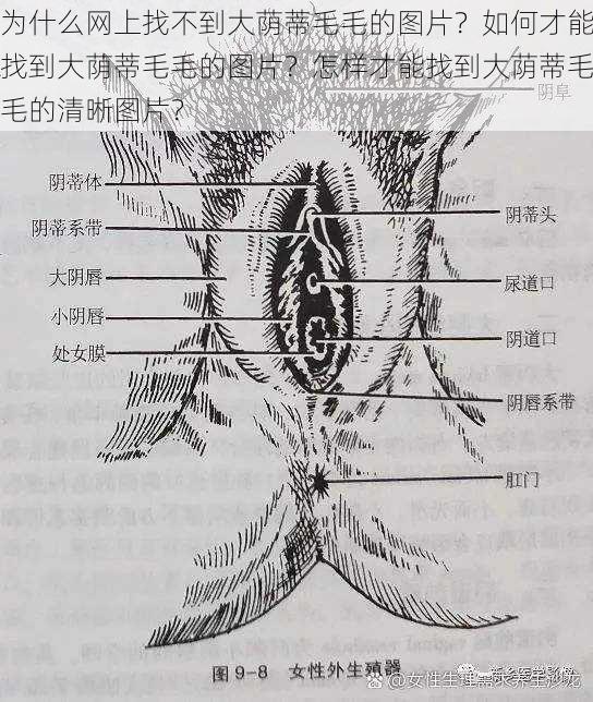 为什么网上找不到大荫蒂毛毛的图片？如何才能找到大荫蒂毛毛的图片？怎样才能找到大荫蒂毛毛的清晰图片？