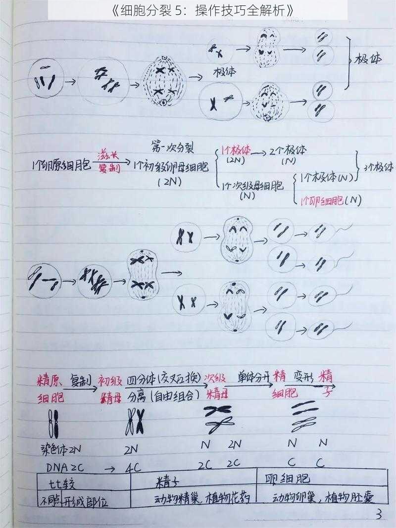 《细胞分裂 5：操作技巧全解析》