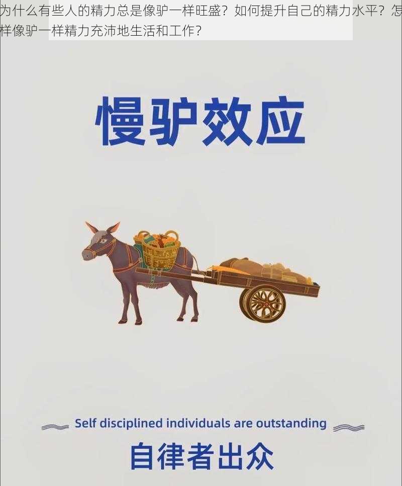 为什么有些人的精力总是像驴一样旺盛？如何提升自己的精力水平？怎样像驴一样精力充沛地生活和工作？