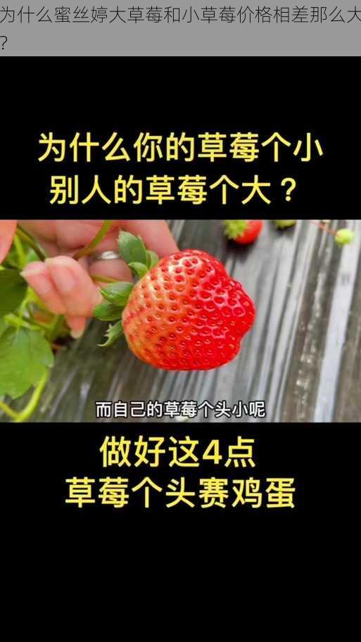 为什么蜜丝婷大草莓和小草莓价格相差那么大？