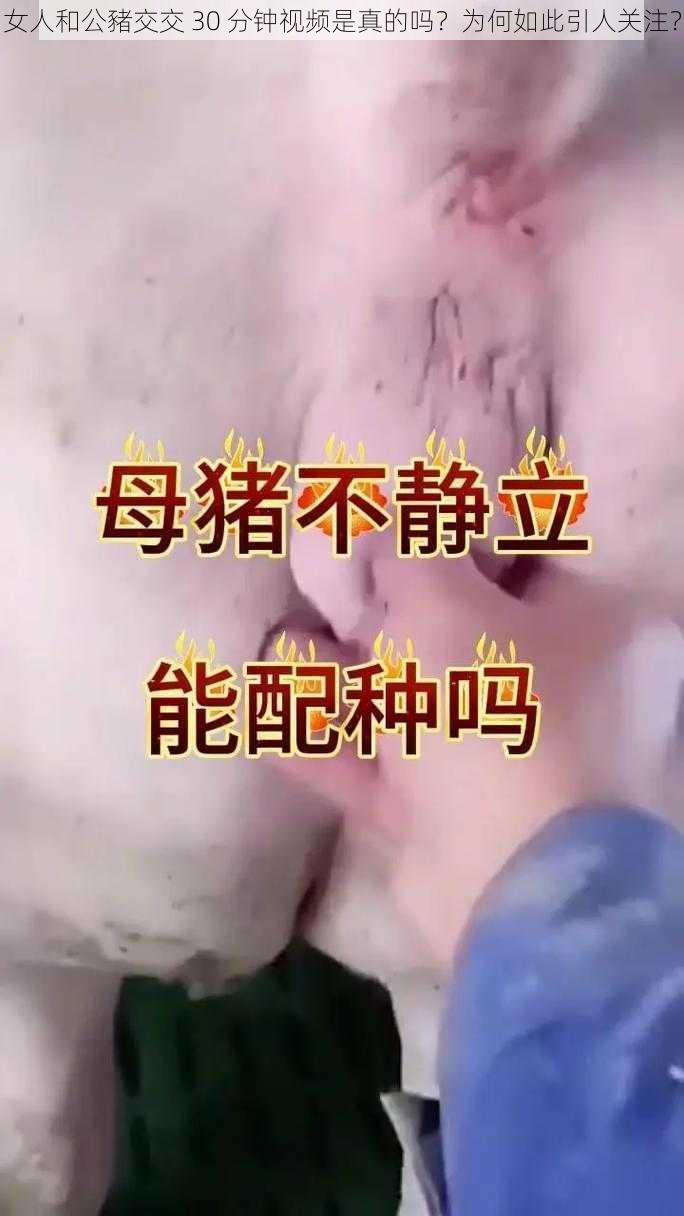 女人和公豬交交 30 分钟视频是真的吗？为何如此引人关注？